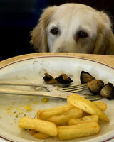 Can i have those chips