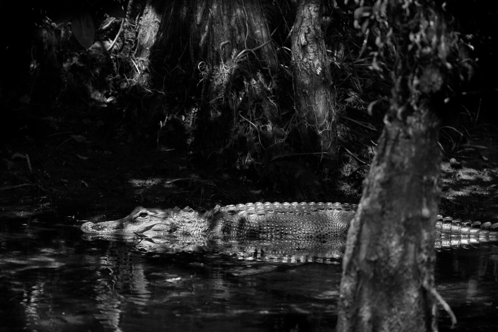 American Alligator
