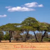 acacia trees in the selous