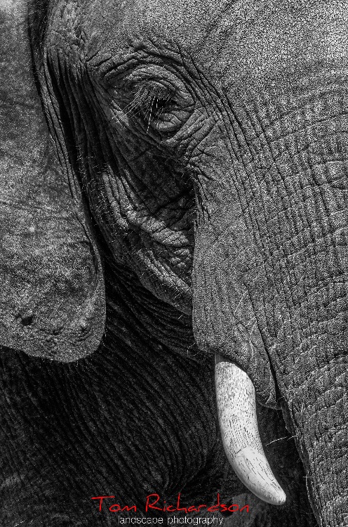 African Elephant 1