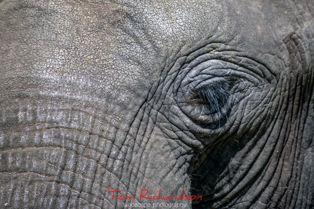 African Elephant 2