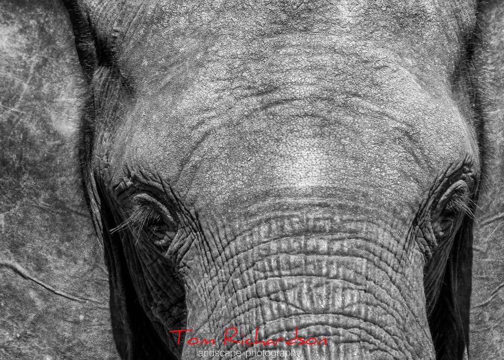 african elephant head
