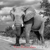African Elephant Kruger