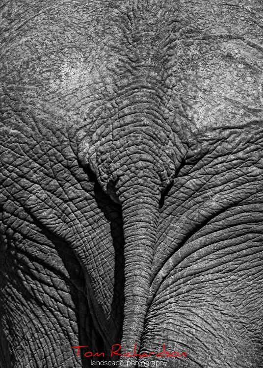 African elephant 4