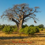 Baobab Tree