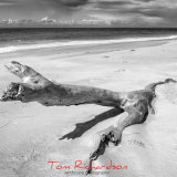 bleached tree benguerra