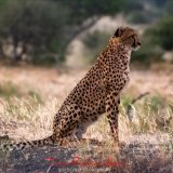 Cheetah-2