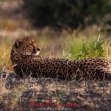Cheetah-3