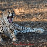 Cheetah at Mashatu