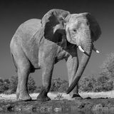 Elephant at Mashatu