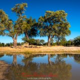 jackalberry trees near nehimba