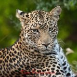 Leopard-3