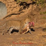 Leopard and kill