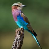 Lilac Breasted Roller