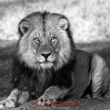 Male Lion Mashatu Game Reserve