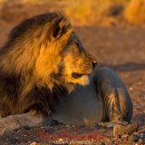 Male Lion Mashatu-2