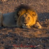 Male Lion Mashatu-3