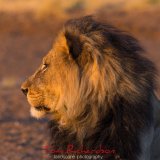 Male Lion Mashatu