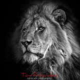 Male Lion Mashatu