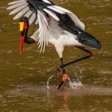 Saddle Billed Stork