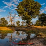 waterhole in hwange