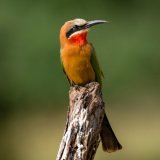 White Fronted Bee Eater