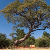 african teak