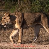 lion in the selous