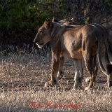 lions in the selous