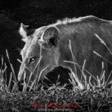 the hunter