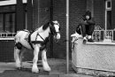 Teenager sits on the small wall with his horse standing next to him on the street
