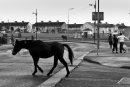Loose roaming horses on the streets od north Dublin