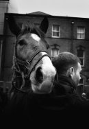 Horse's head and horseowner