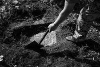 Man digs out with shovel the tombstone at the old German cemetery, Poland