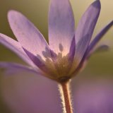 Flowers-10