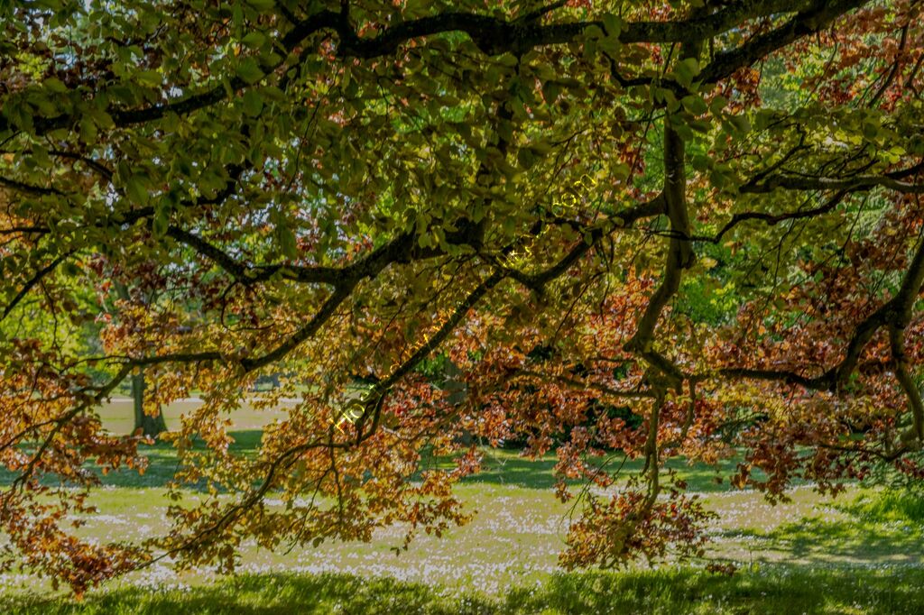 DSCF8949 Autumnal Fall