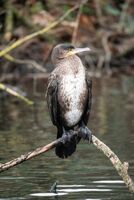 Cormorant