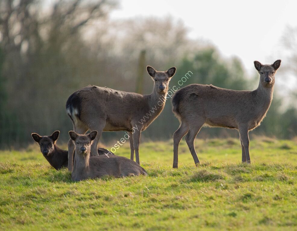 Knebworth Deer
