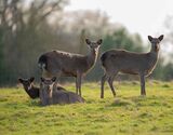 Knebworth Deer