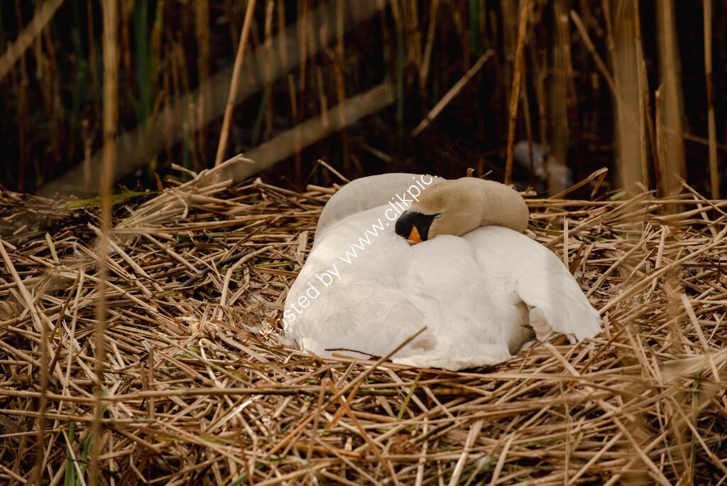 Incubating Swan