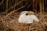 Incubating Swan