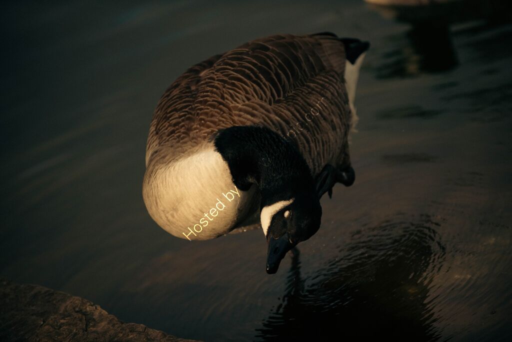 Canada Goose