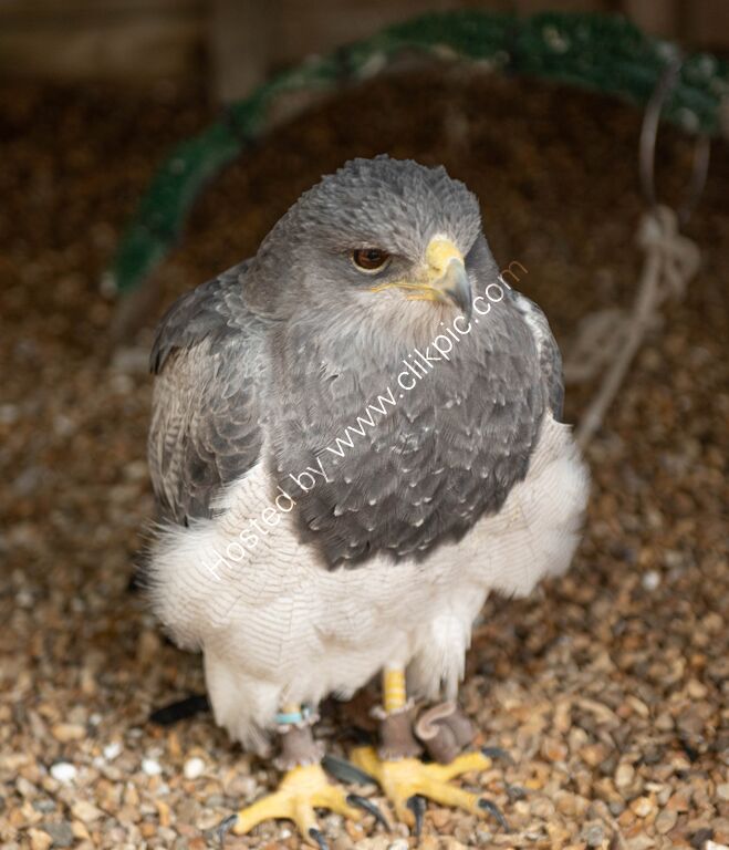 Peregrin Falcon