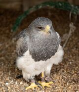 Peregrin Falcon