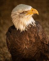 Eagle Portrait