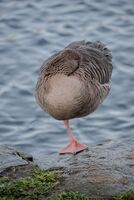 One Legged Goose