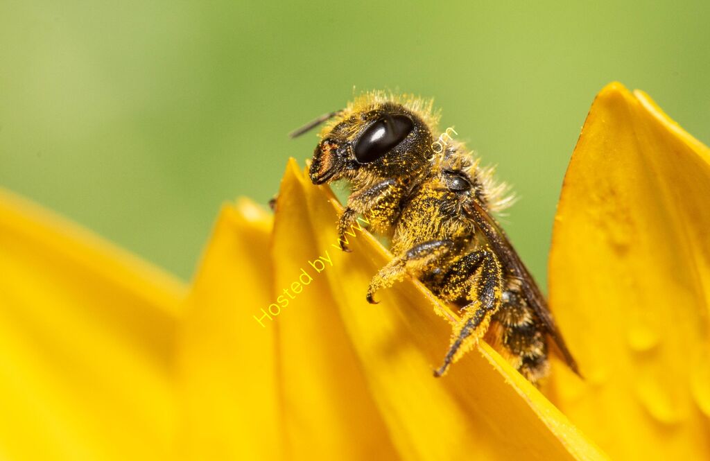 Foraging Bee