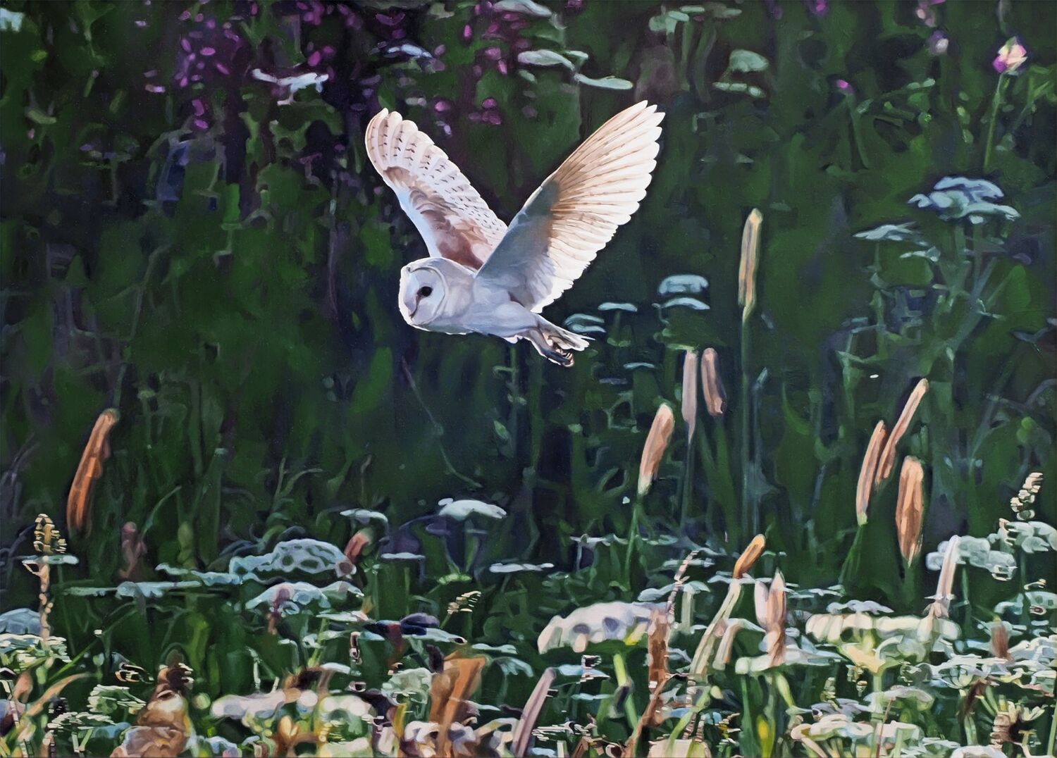 Barn Owl evening