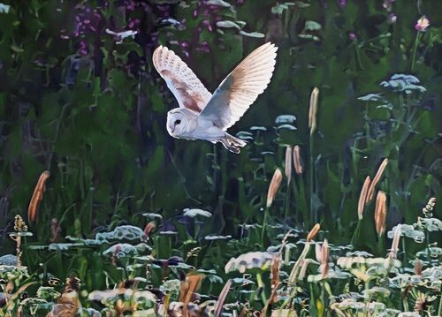 Barn Owl evening