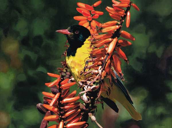 Black Headed Oriole